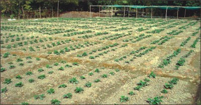 2009-01-14__b02.jpg